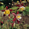 Orlik 'Crimson Star' Aquilegia vulgaris