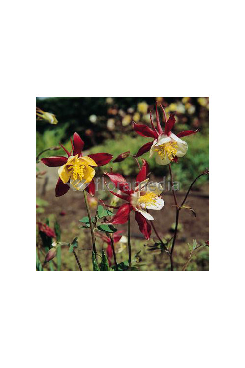 Orlik 'Crimson Star' Aquilegia vulgaris