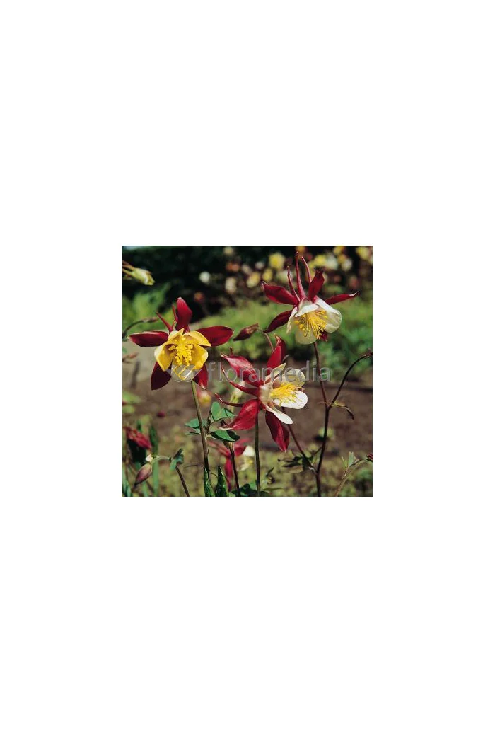 Orlik 'Crimson Star' Aquilegia vulgaris