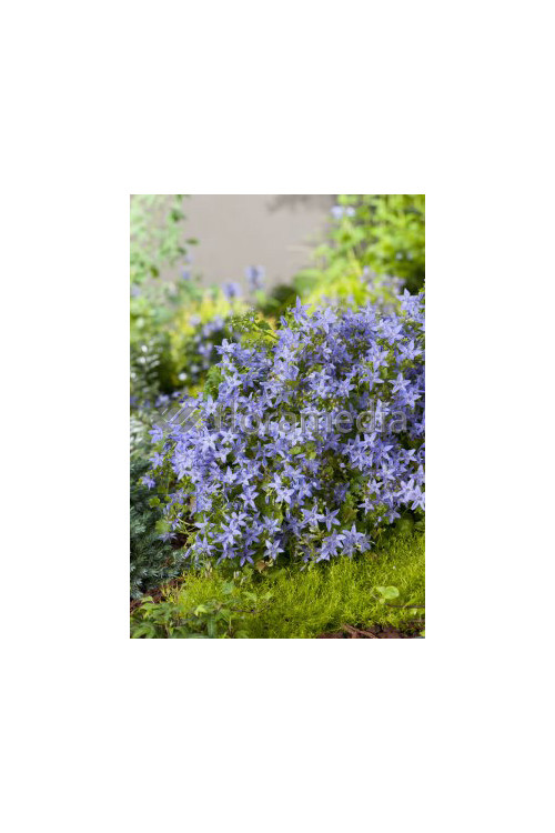 Dzwonek gargański Campanula garganica