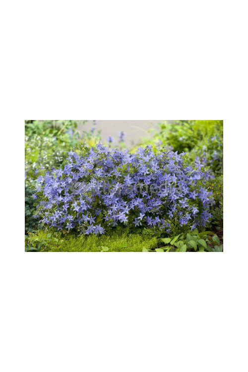 Dzwonek gargański Campanula garganica