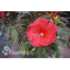 Hibiskus Carousel Giant Red | Hibiscus moscheutos