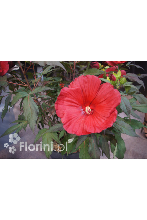 Hibiskus Carousel Giant Red | Hibiscus moscheutos