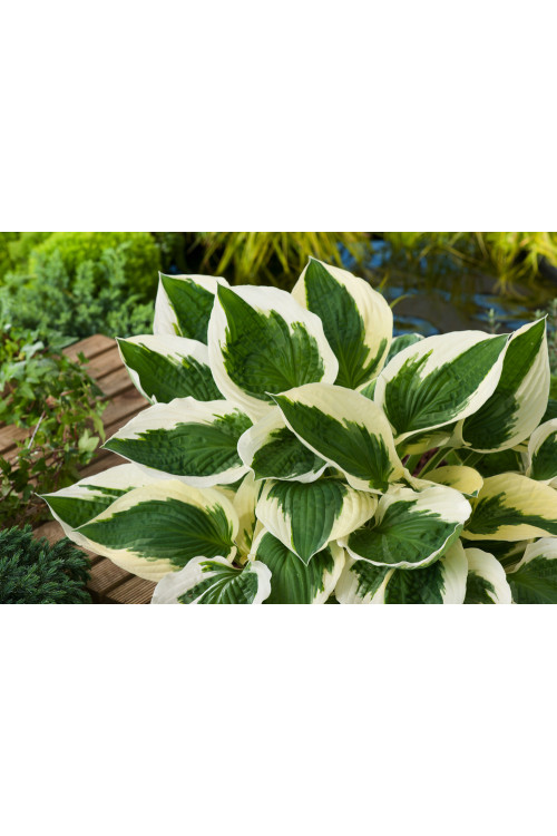 Funkia 'Patriot' | Hosta