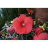 Hibiskus Carousel Giant Red | Hibiscus moscheutos