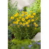 Kołotocznik wierzbolistny 'Alpengold' Buphthalmum salicifolium