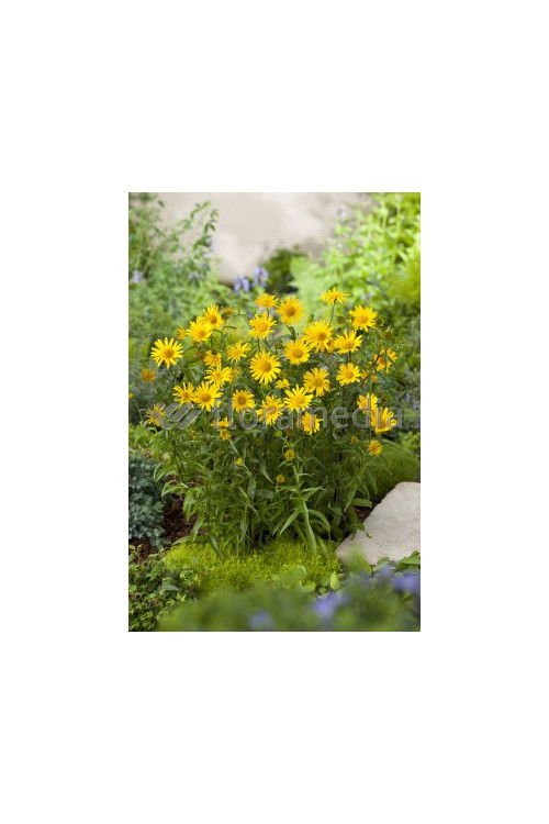 Kołotocznik wierzbolistny 'Alpengold' Buphthalmum salicifolium