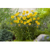 Kołotocznik wierzbolistny 'Alpengold' Buphthalmum salicifolium