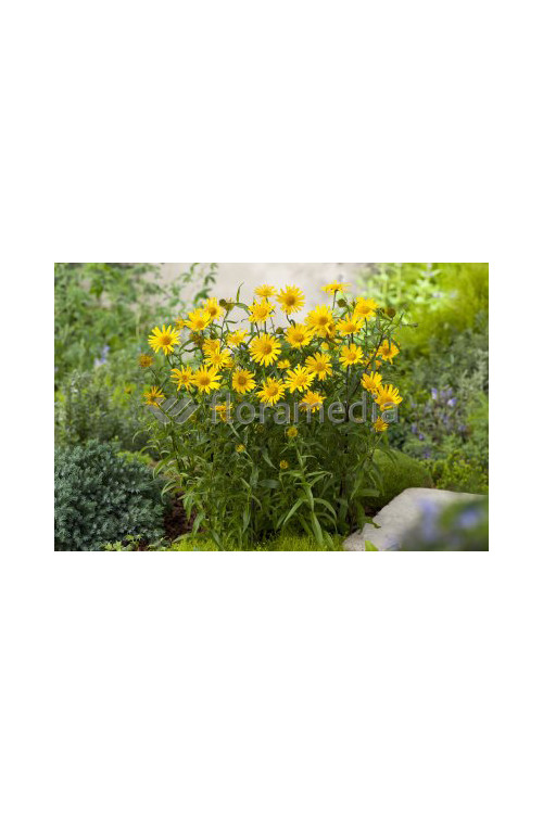 Kołotocznik wierzbolistny 'Alpengold' Buphthalmum salicifolium