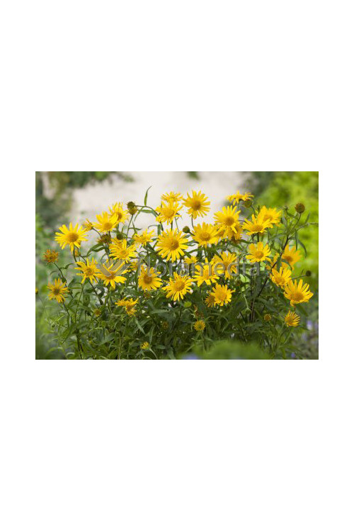 Kołotocznik wierzbolistny 'Alpengold' Buphthalmum salicifolium