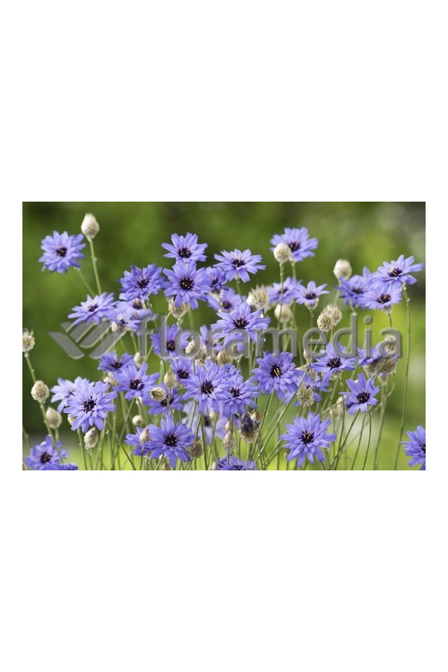 Kupidynek błękitny Catananche caerulea