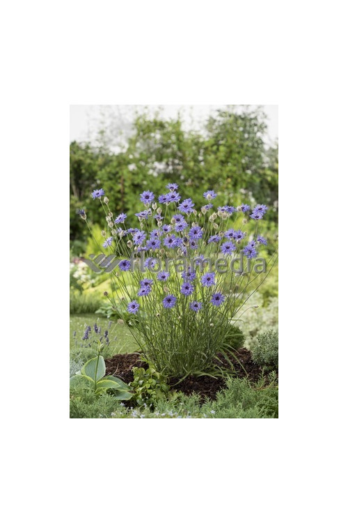 Kupidynek błękitny Catananche caerulea