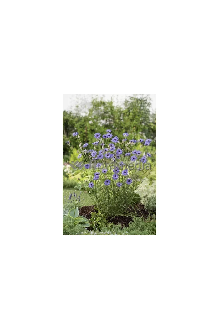 Kupidynek błękitny Catananche caerulea