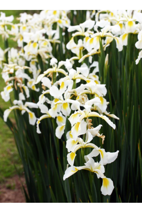 Kosaciec (Irys) żółtawy Iris ochroleuca