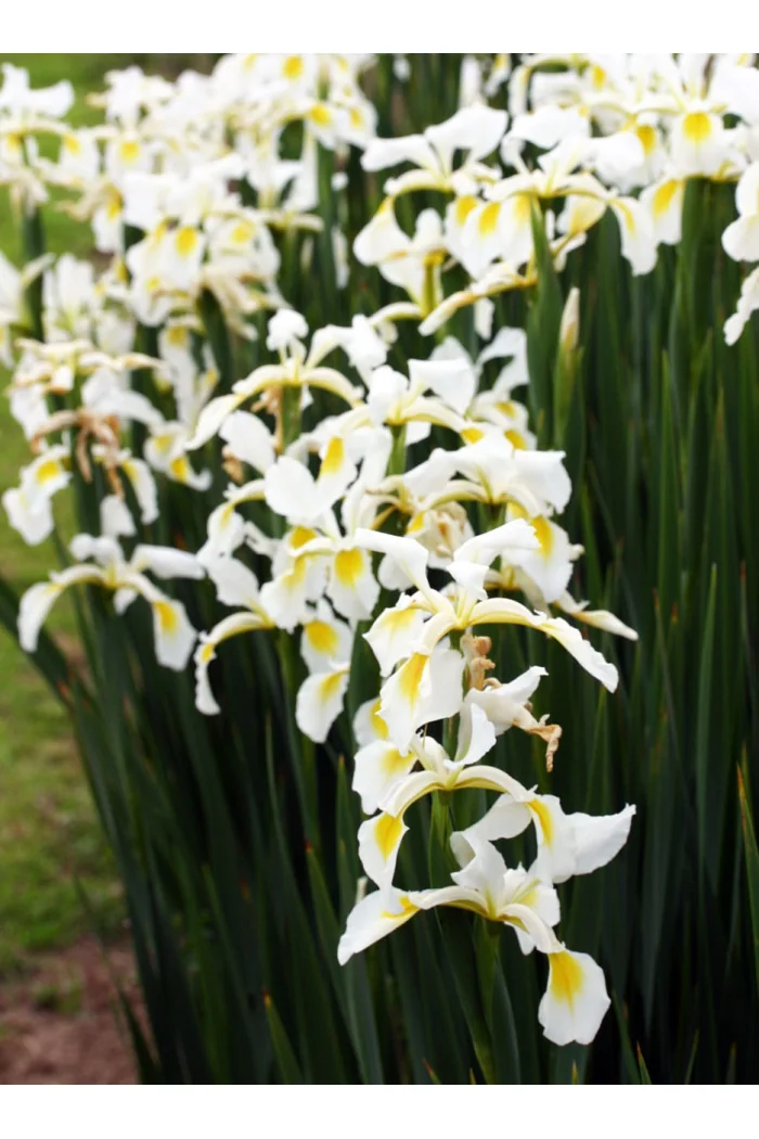 Kosaciec (Irys) żółtawy Iris ochroleuca