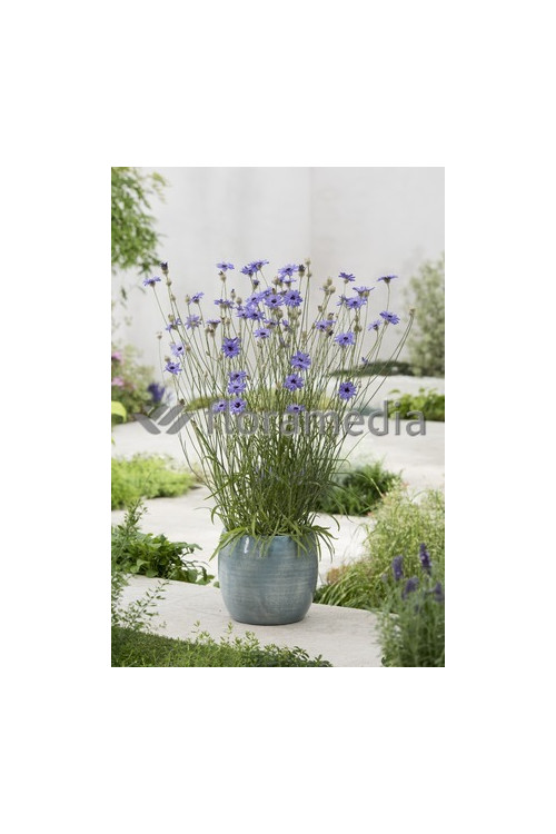 Kupidynek błękitny Catananche caerulea