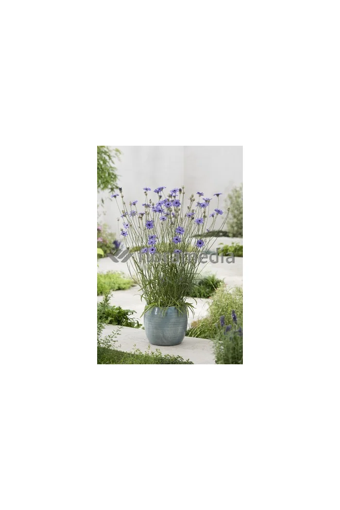 Kupidynek błękitny Catananche caerulea