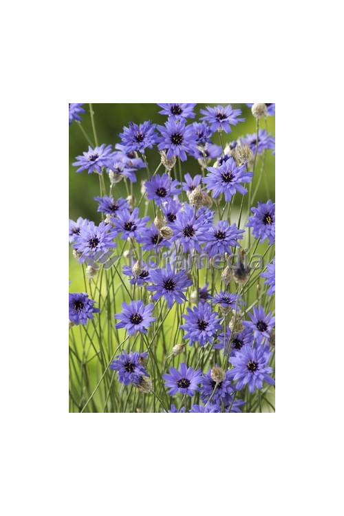 Kupidynek błękitny Catananche caerulea