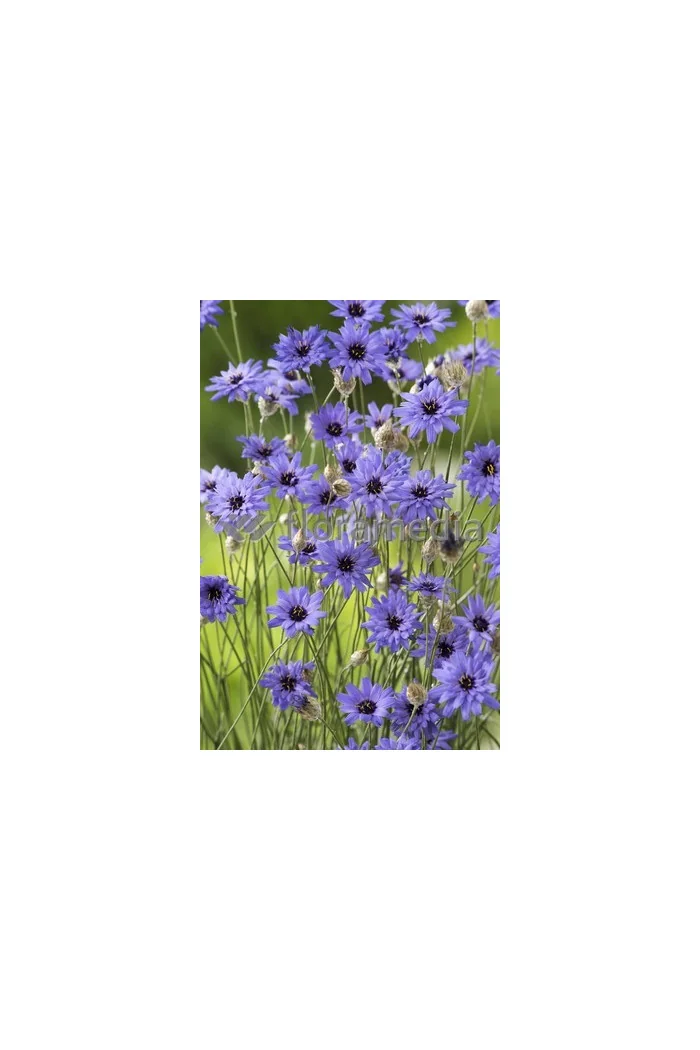 Kupidynek błękitny Catananche caerulea