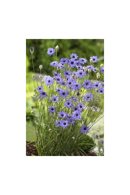 Kupidynek błękitny Catananche caerulea