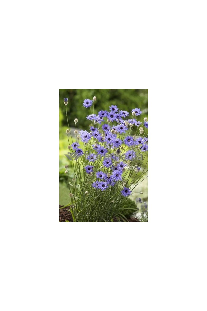 Kupidynek błękitny Catananche caerulea