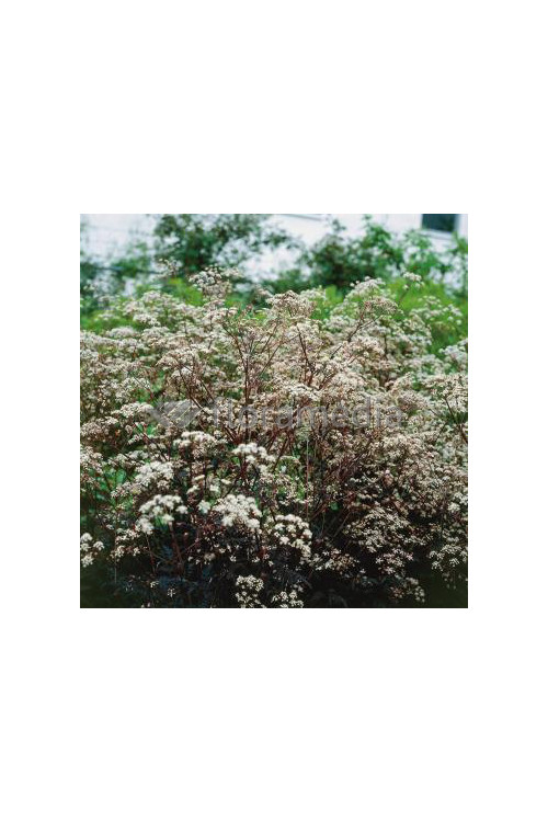 Trybula leśna 'Ravenswing' Anthriscus sylvestris