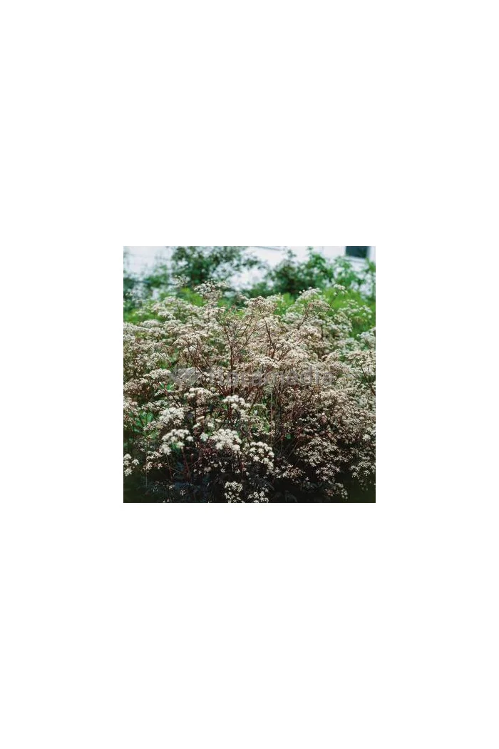 Trybula leśna 'Ravenswing' Anthriscus sylvestris