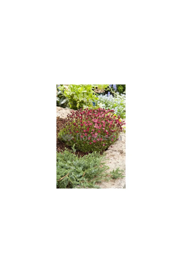 Skalnica arendsa 'Peter Pan' Saxifraga x arendsii-l