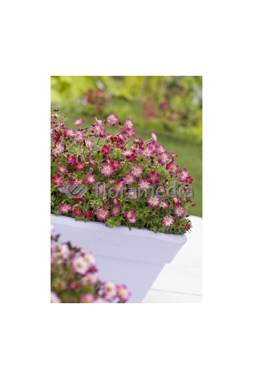 Skalnica arendsa 'Peter Pan' Saxifraga x arendsii-l