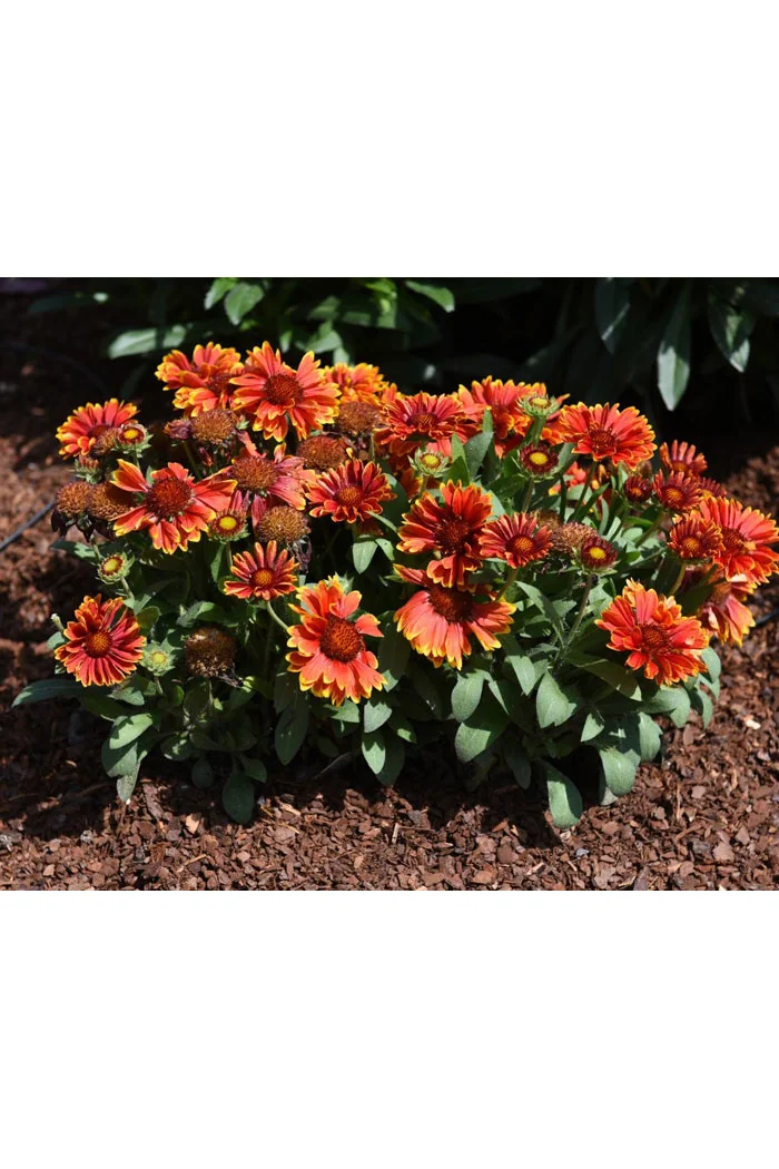 Gailardia 'SpinTop Yellow Touch' | Gaillardia