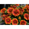 Gailardia 'SpinTop Yellow Touch' | Gaillardia