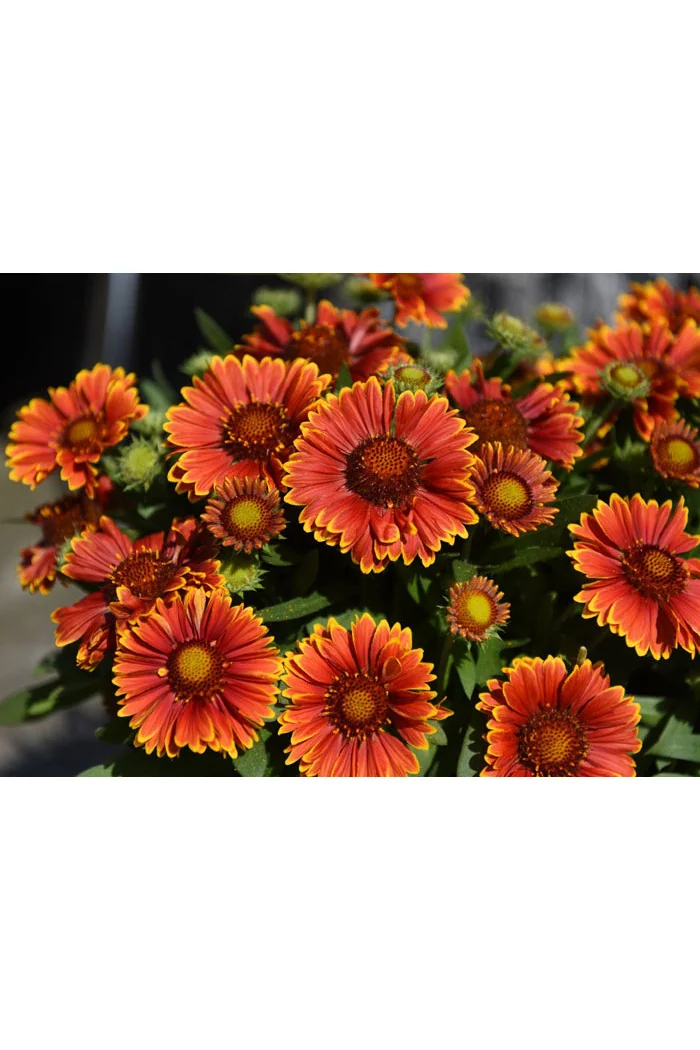 Gailardia 'SpinTop Yellow Touch' | Gaillardia