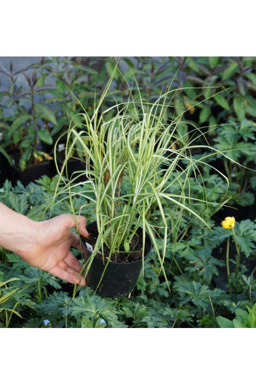 turzyca, turzyca morrowa, carex,