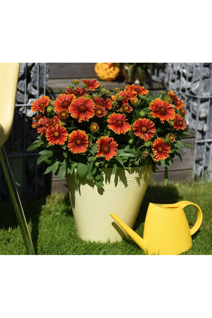 Gailardia 'SpinTop Yellow Touch' | Gaillardia