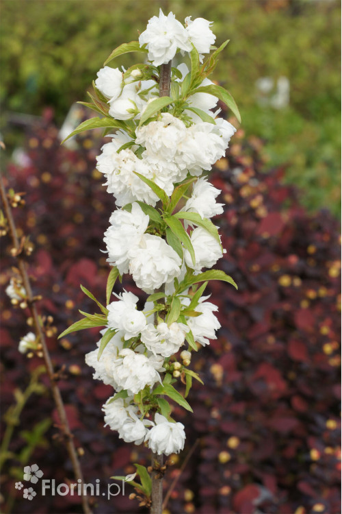 Wiśnia gruczołkowata 'Alba Plena' | Prunus glandulosa