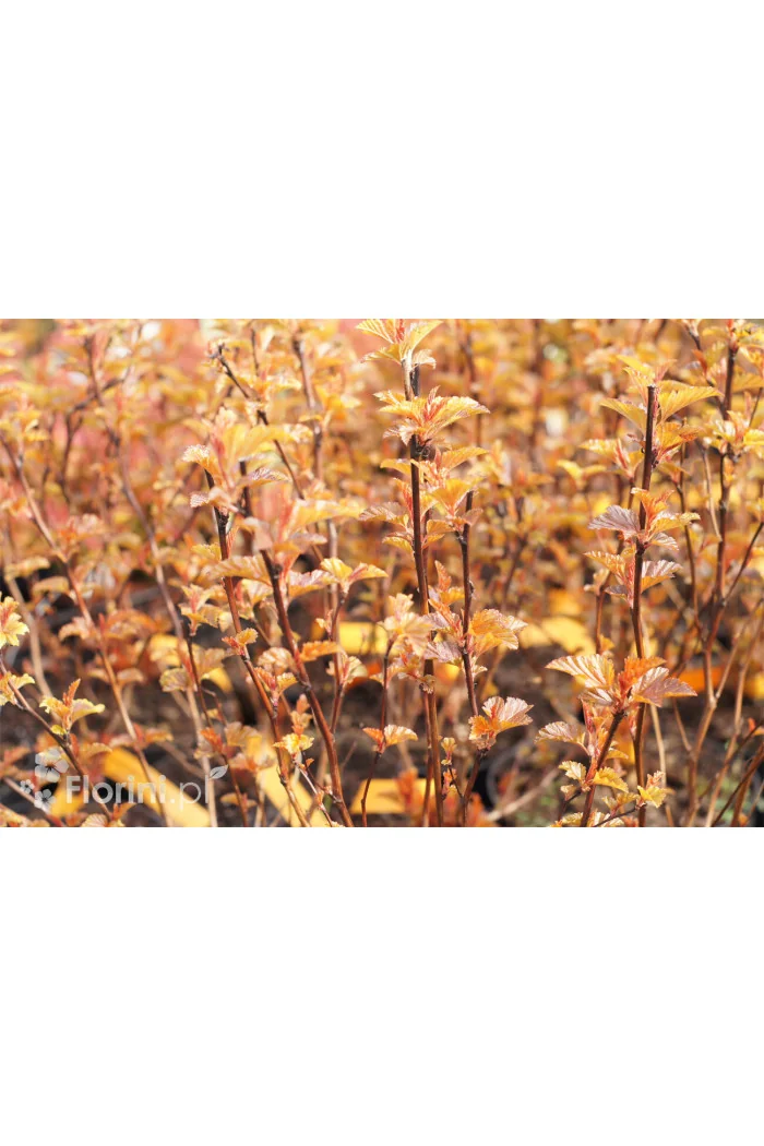 Pęcherznica kalinolistna 'Little Angel' | Physocarpus opulifolius