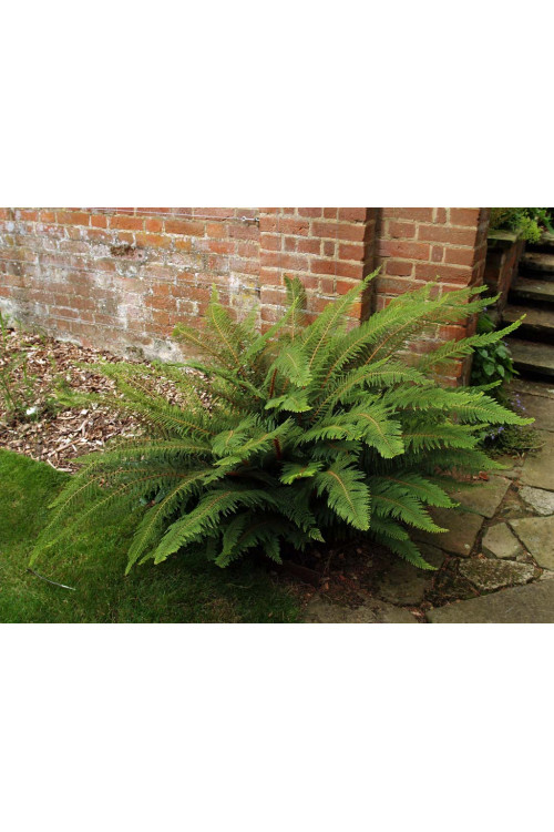 Paprotnik szczecinkozębny 'Herrenhausen' | Polystichum setiferum