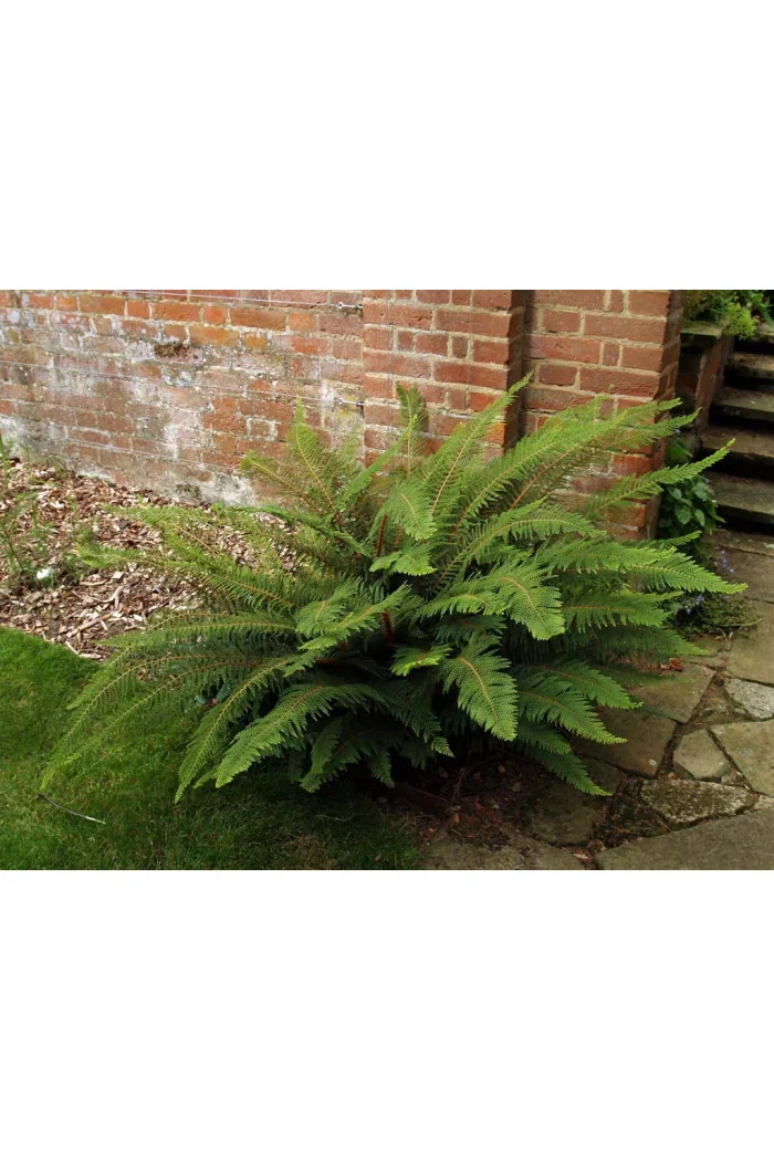 Paprotnik szczecinkozębny 'Herrenhausen' | Polystichum setiferum