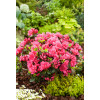 Azalia japońska 'Canzonetta' | Azalea japonica