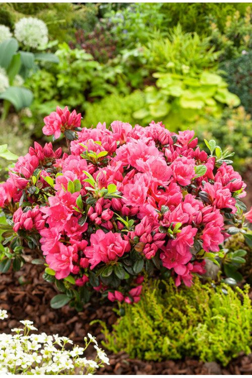 Azalia japońska 'Canzonetta' | Azalea japonica
