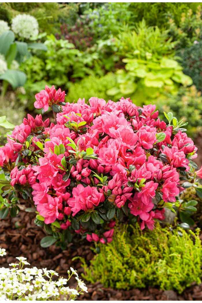 Azalia japońska 'Canzonetta' | Azalea japonica