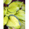 funkia, hosta, funkia stained glass, hosta stained glass