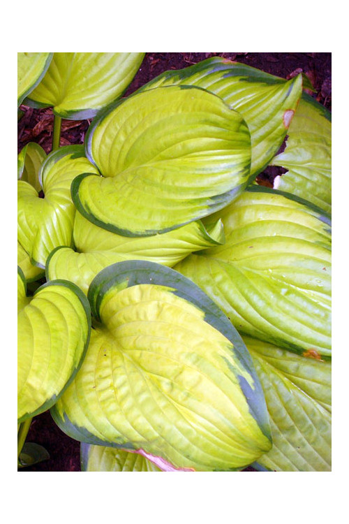 funkia, hosta, funkia stained glass, hosta stained glass