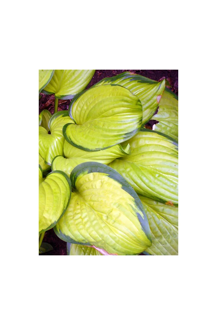 funkia, hosta, funkia stained glass, hosta stained glass