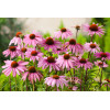 Jeżówka purpurowa 'Magnus' | Echinacea purpurea