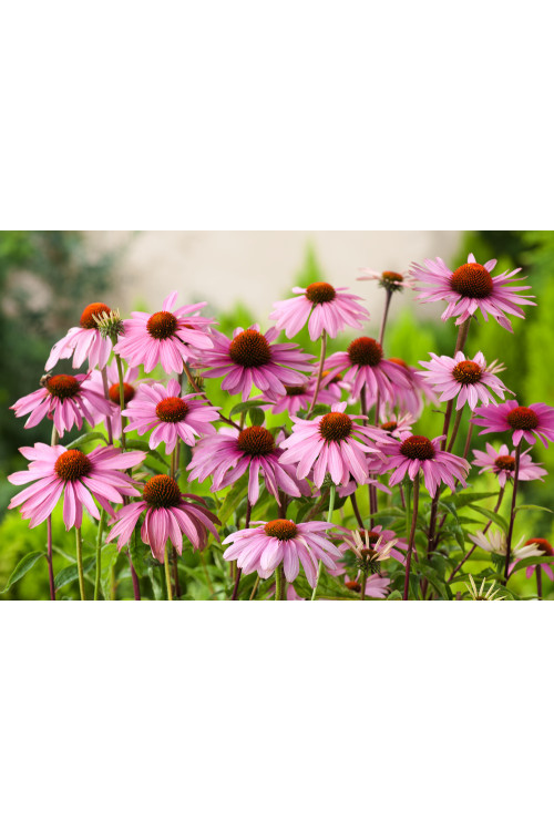 Jeżówka purpurowa 'Magnus' | Echinacea purpurea
