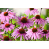 Jeżówka purpurowa 'Magnus' | Echinacea purpurea