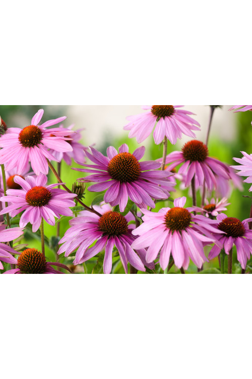 Jeżówka purpurowa 'Magnus' | Echinacea purpurea
