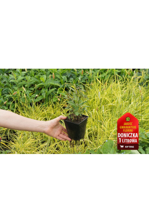 Floks wiechowaty 'Flame Red' | Phlox panniculata