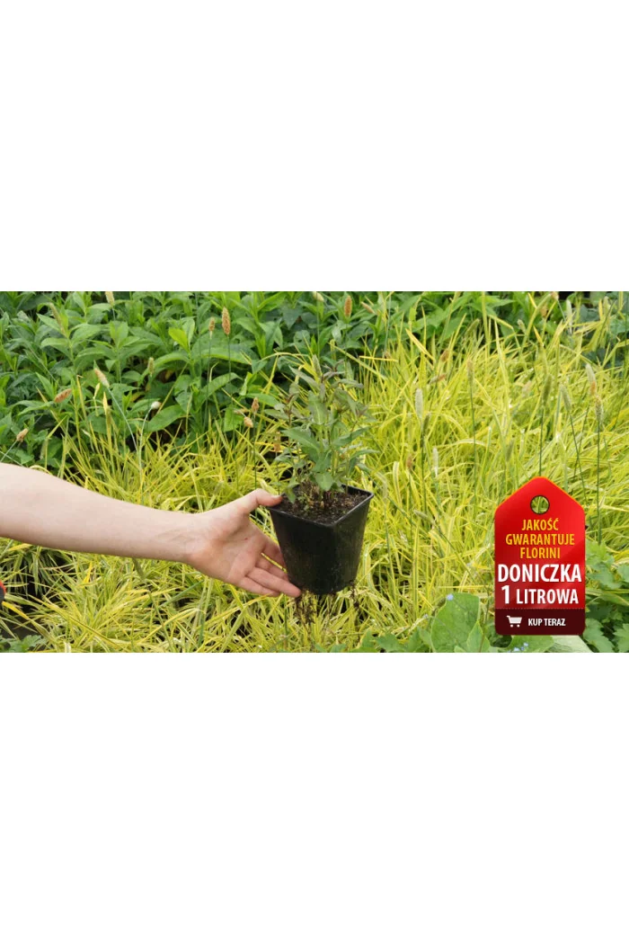 Floks wiechowaty 'Flame Red' | Phlox panniculata